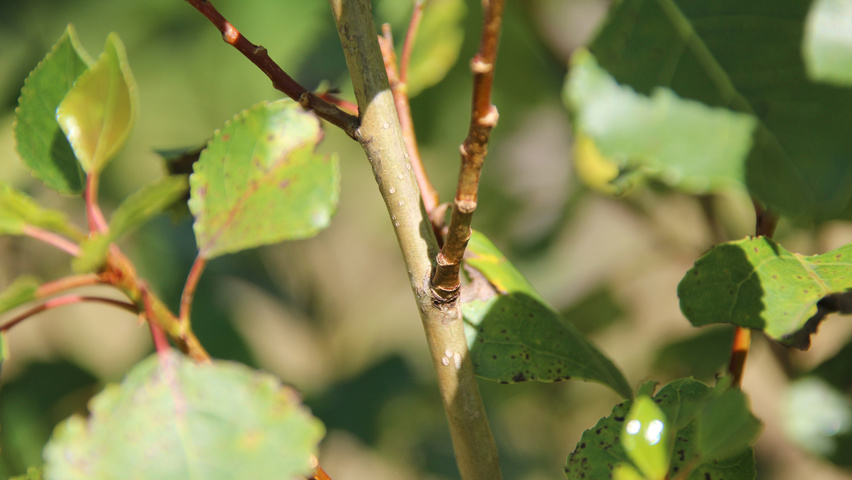 Populus nigra 'Italica' twijgen