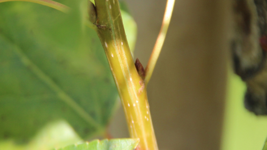 Populus nigra 'Italica' twijgen