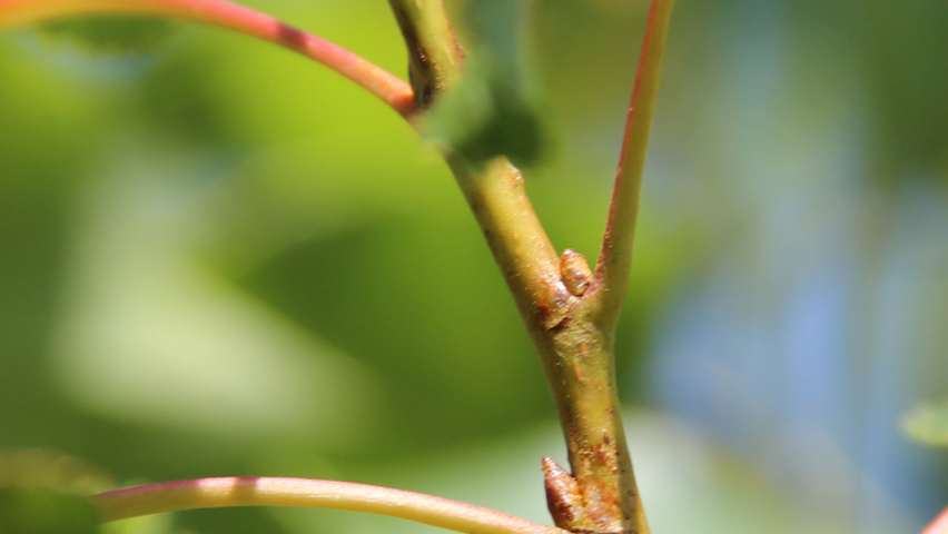 Populus nigra 'Italica' twijgen