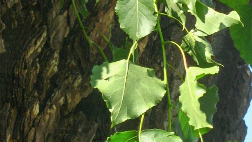 Populus nigra blad
