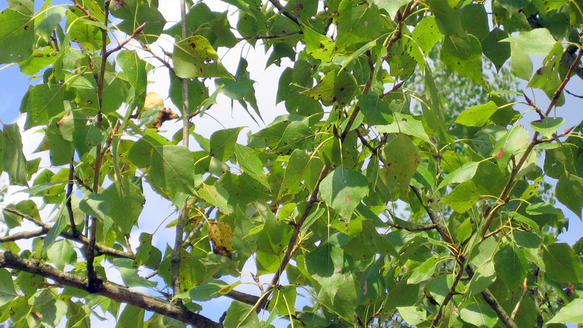 Populus nigra blad