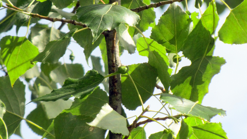 Populus nigra blad