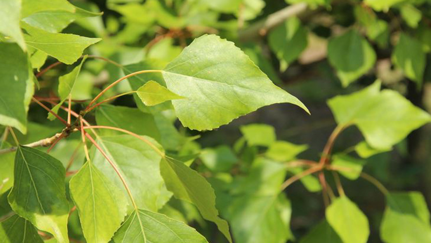 Populus nigra blad