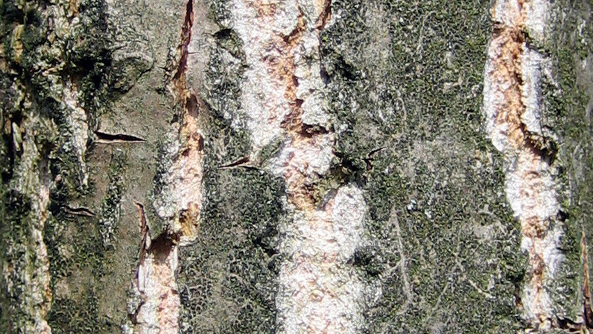 Populus nigra 'Vereecken' tronc