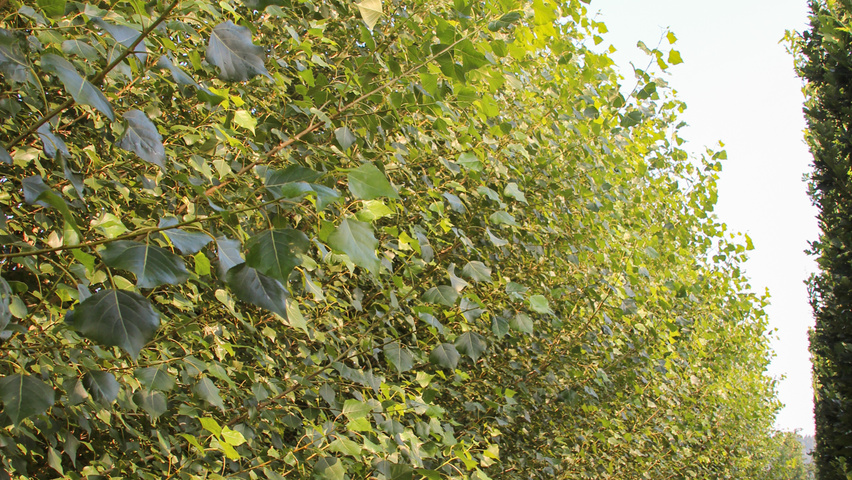 Populus nigra 'Vereecken' branchus de la base