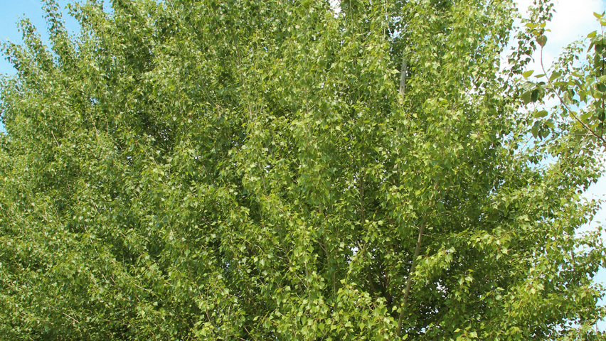 Populus nigra 'Vereecken' branchus de la base