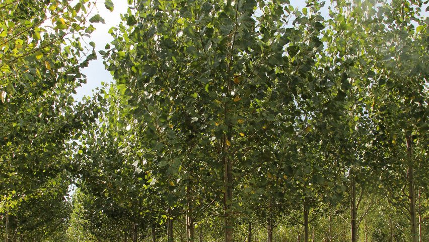 Populus nigra 'Vereecken' haute tige