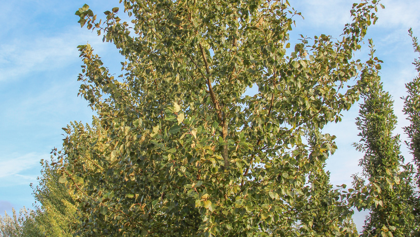 Populus nigra 'Vereecken' haute tige