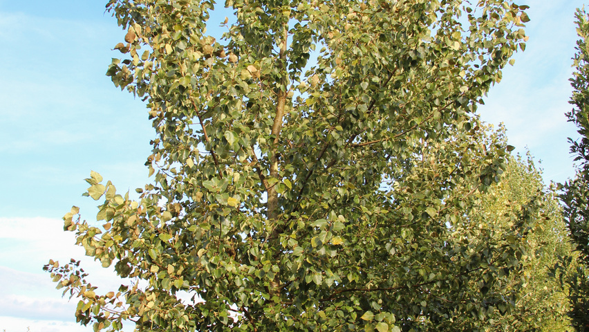 Populus nigra 'Vereecken' haute tige