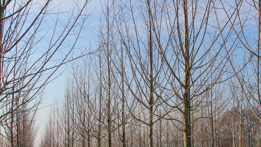 Populus nigra 'Vereecken' haute tige
