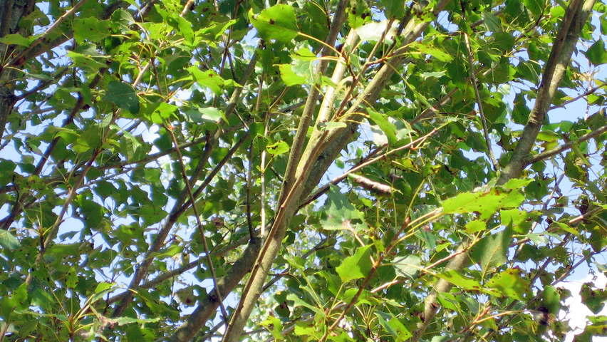 Populus nigra 'Vereecken' Feuilles
