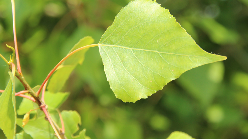 Populus nigra 'Vereecken' Feuilles