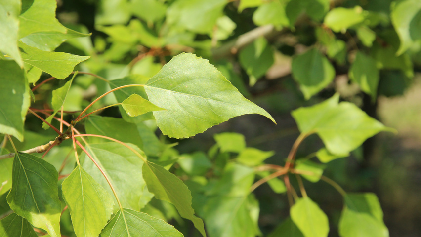 Populus nigra 'Vereecken' Feuilles