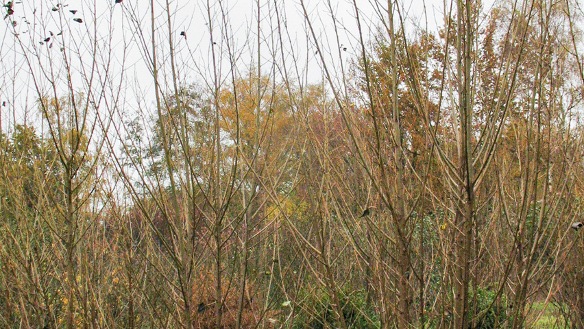 Populus nigra 'Vereecken' multi-troncs