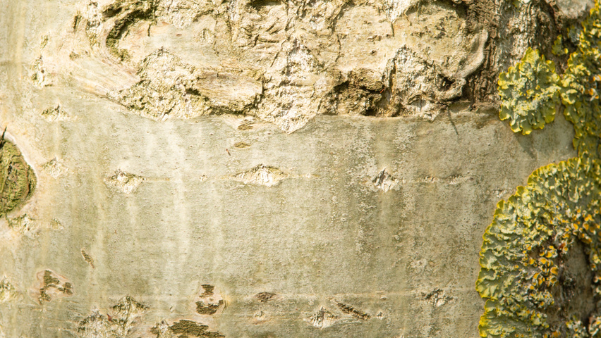 Populus simonii bark