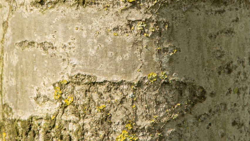 Populus simonii bark