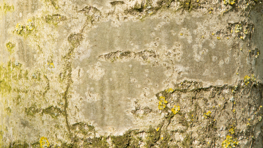 Populus simonii bark