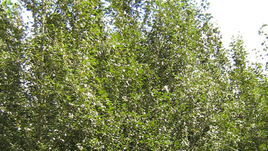 Populus simonii 'Fastigiata' feathered