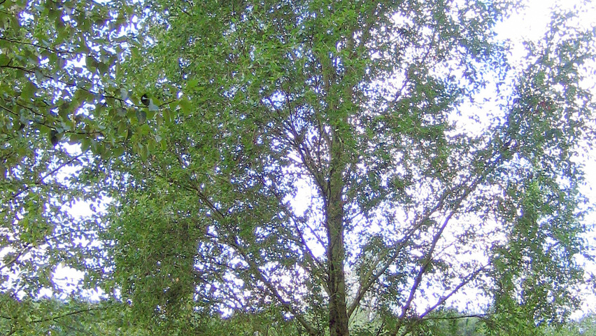 Populus simonii 'Fastigiata' standard tree