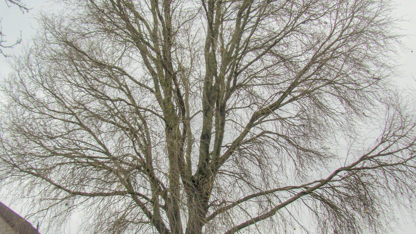 Populus simonii 'Fastigiata' standard tree