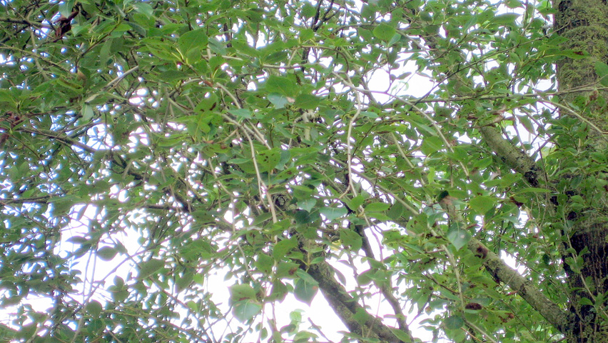 Populus simonii 'Fastigiata' leaves