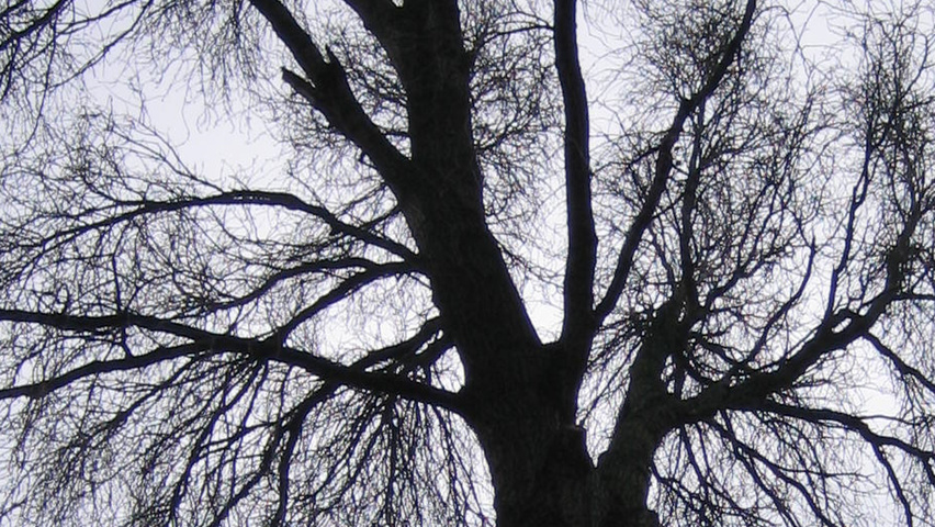 Populus simonii 'Fastigiata' twigs