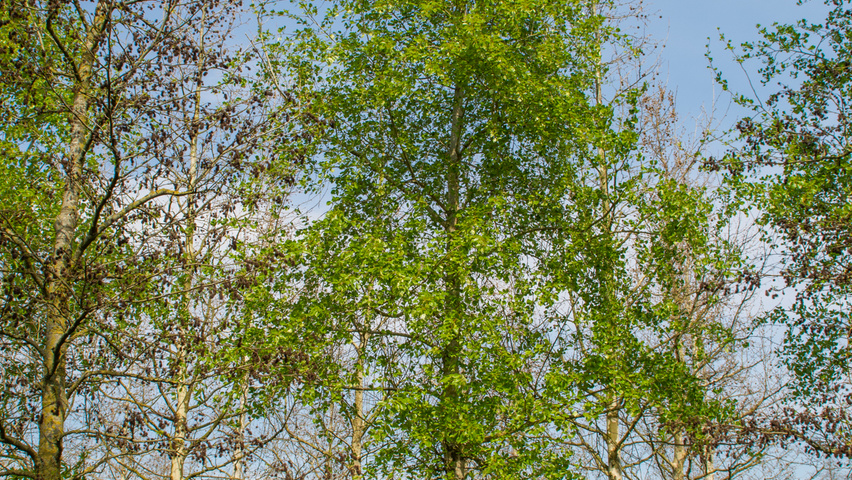 Populus simonii standard tree