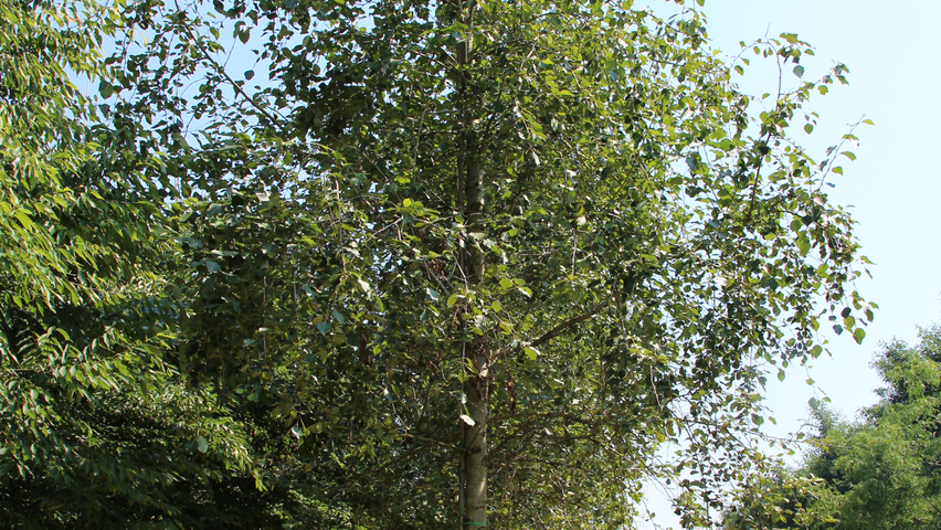 Populus simonii standard tree