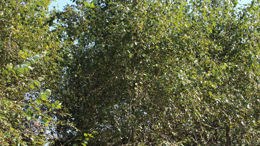Populus simonii standard tree