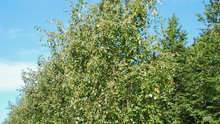 Populus simonii standard tree