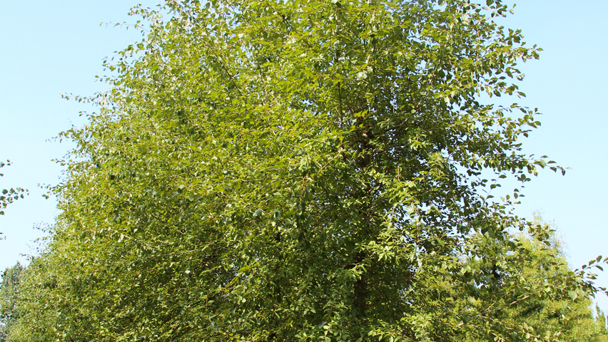 Populus simonii standard tree