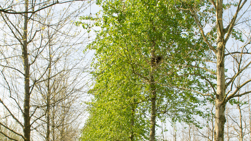Populus simonii standard tree