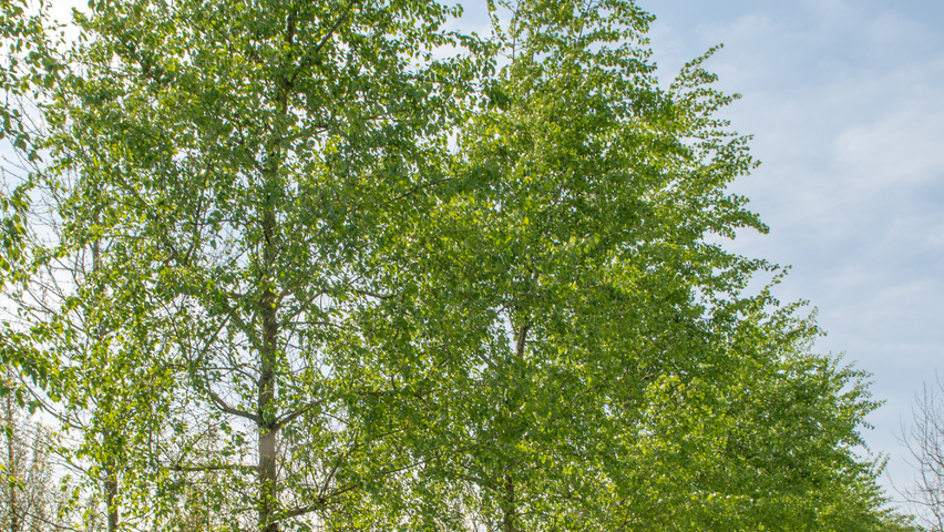 Populus simonii standard tree