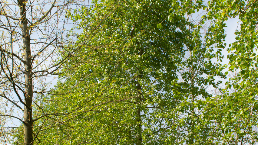 Populus simonii standard tree