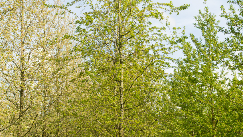 Populus simonii standard tree