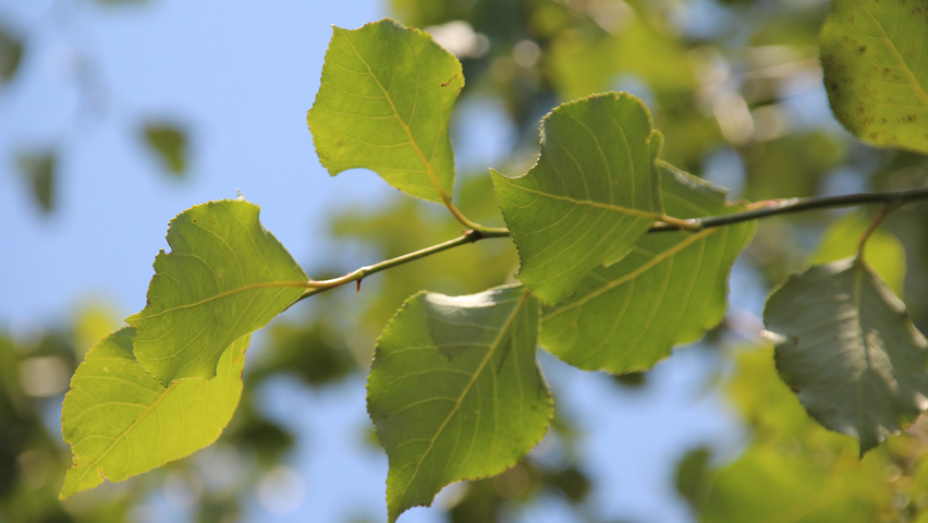Populus simonii leaves