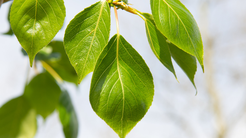 Populus simonii leaves
