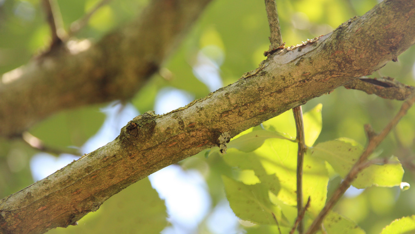 Populus simonii twigs