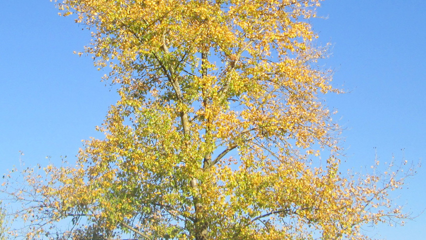 Populus tremula autumn leaves