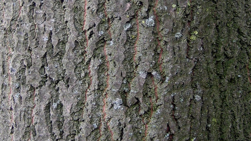 Populus tremula bark