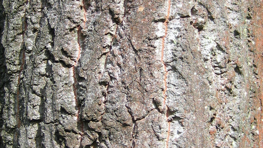 Populus tremula bark