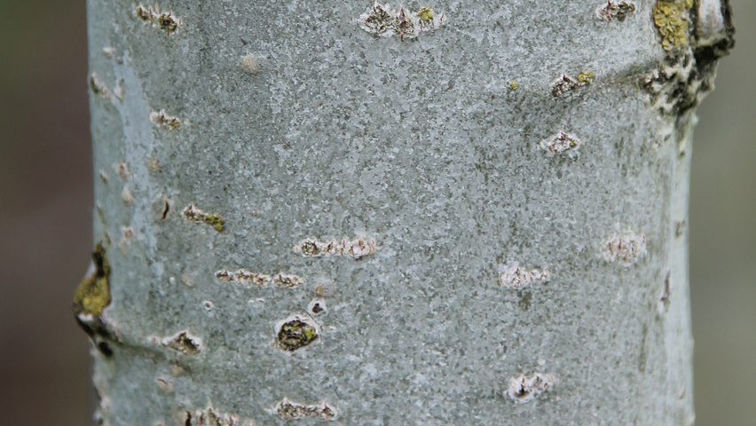 Populus tremula bark