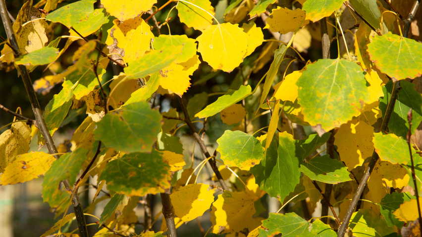 Populus tremula 'Erecta' herfstblad