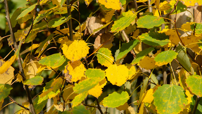 Populus tremula 'Erecta' herfstblad