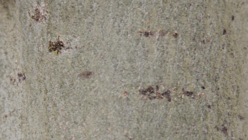 Populus tremula 'Erecta' bast