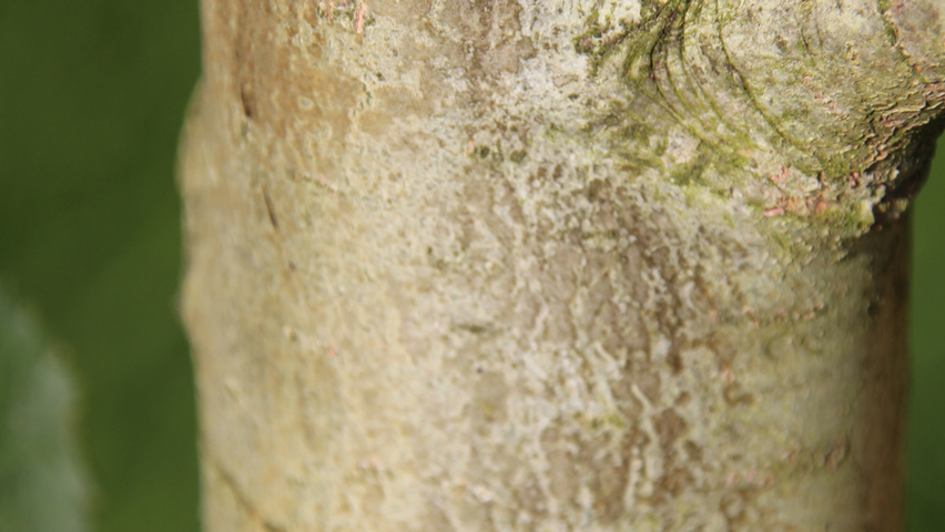 Populus tremula 'Erecta' bast