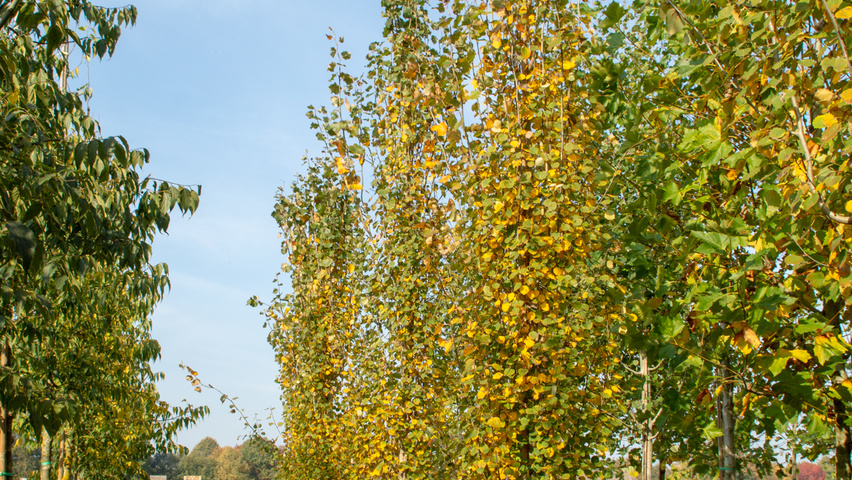 Populus tremula 'Erecta' beveerd
