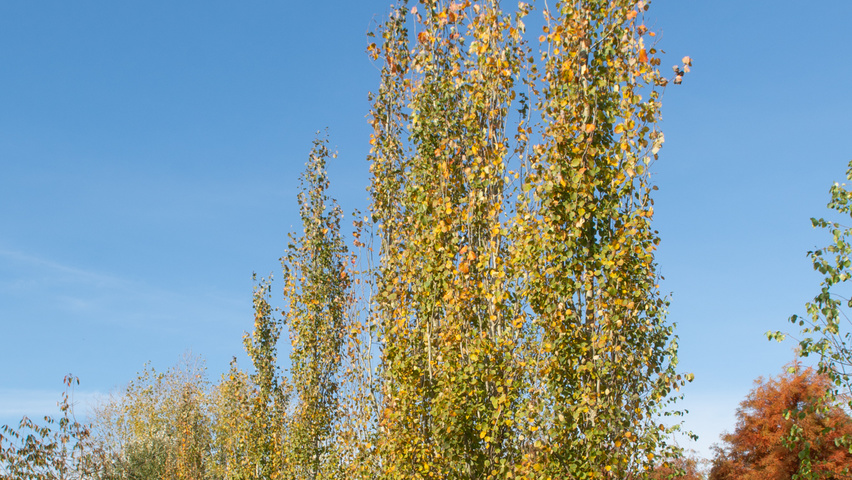 Populus tremula 'Erecta' beveerd