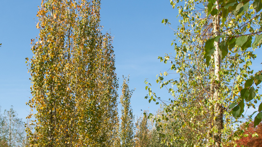 Populus tremula 'Erecta' beveerd