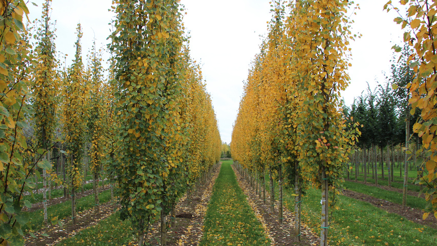 Populus tremula 'Erecta' beveerd